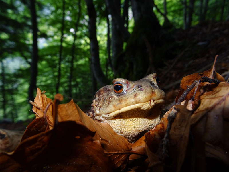 Bufo bufo